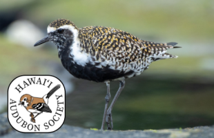 Kōlea, Pacific Golden Plover