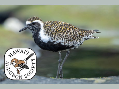 Kōlea, Pacific Golden Plover