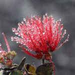 'Ohi'a bloom