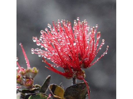 'Ohi'a bloom