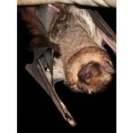 Upside down Hawaiian hoary bat
