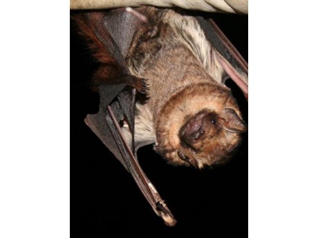 Upside down Hawaiian hoary bat